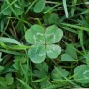 Find the Four-Leaf Clover NSP/ XCI ROM v1.0.0 Download